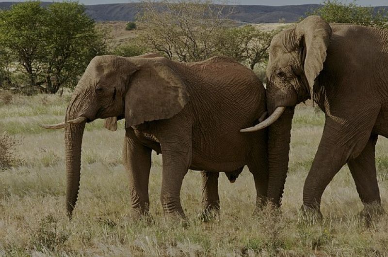african-elephant-655f75ce0d50c5a222d2b1e83315170e1656341143.jpg