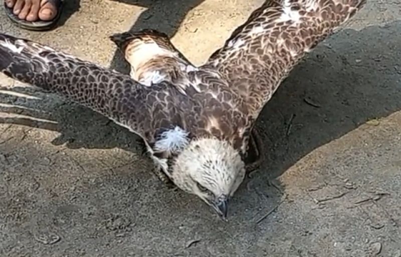 hawk-of-a-rare-species-recovered-in-kalapara-d0feccd4e0093bf89c8c2f87adbad0c21675776604.jpg