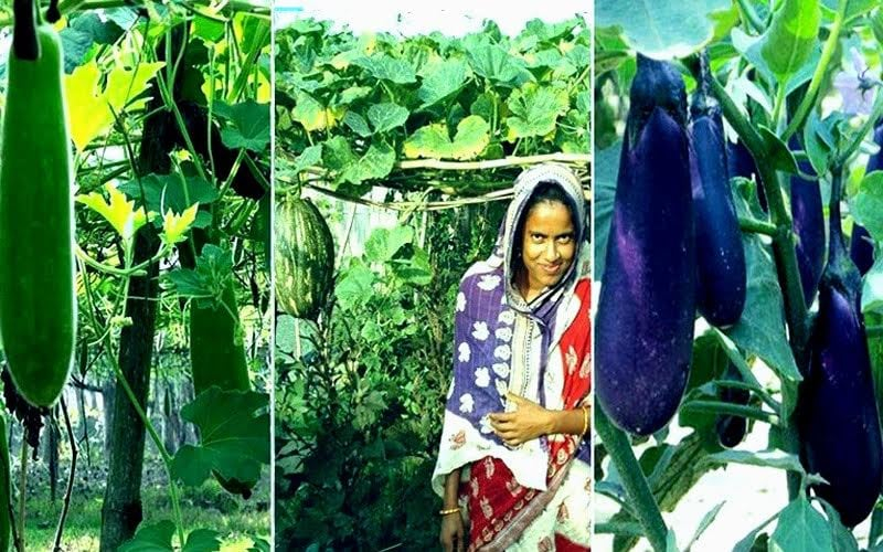 vege-rangpur-5b72a2287200d27207b84a2c7dd9c7231687918500.jpg
