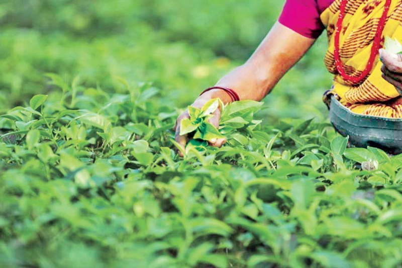 tea-sell-ccab647c0ade527cef1074cbdfffea101701220000.jpg