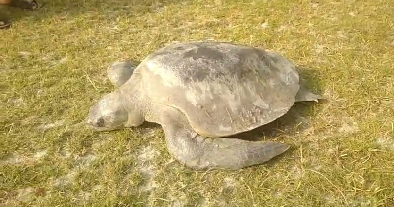 olive-ridley-sea-turtle-weighing-about-35-kg-rescued-from-monpura-bhola-on-monday-fc15f104a6c1405061bc8eb8a9aa97861705341204.png