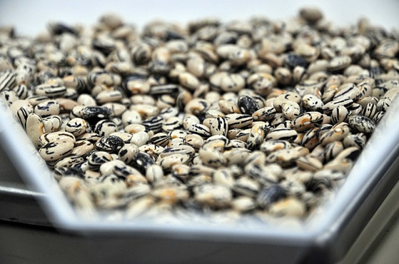 genetic-resources-5-33c10c598188b6bd55f26865225f0d3d1715187724.jpg