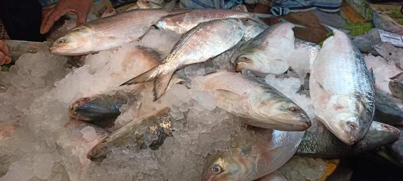 hilsa-scarce-in-khulna-kitchen-markets-be5826923ed65540badd11fb416463f41724993309.jpg