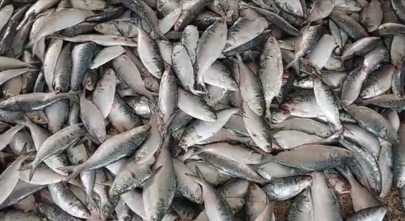 hilsa-caught-in-the-net-of-surjya-majhi-eff76b464a3d8623eaec9c9768eb89e81727274204.jpg