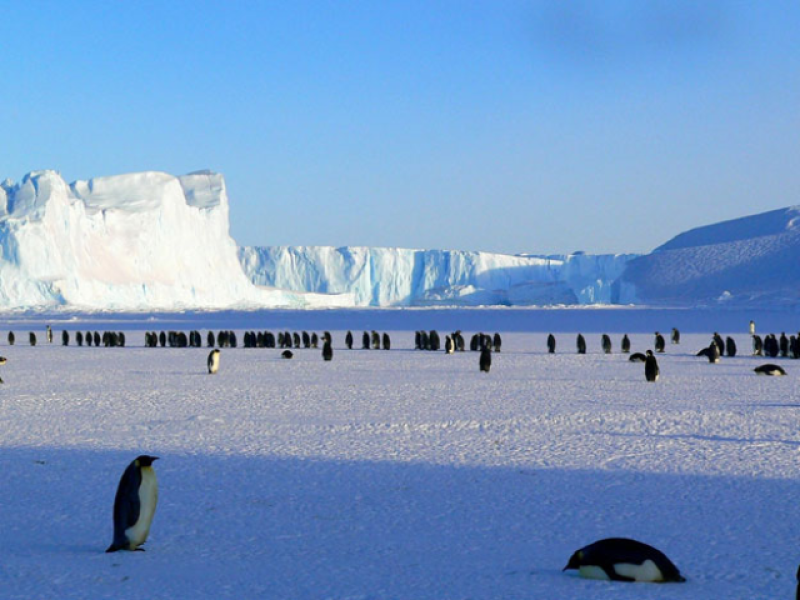 penguins-gather-on-the-antarctic-peninsula-fbc363642a3217a994ccd3444015b4441729706792.png