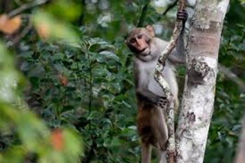 a-monkey-on-the-run-from-a-south-carolina-lab-2755697ee59c5bdb62c995546c6f06951731128363.jpg
