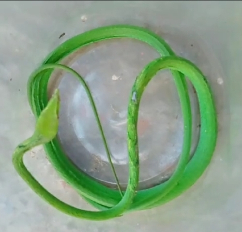 lau-doga-snake-recovered-in-kalapara-on-sunday-6d6fee52fd041a28f48e257ecb1138971733073569.jpg
