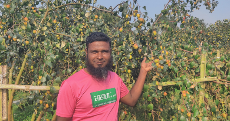 kul-barai-or-jujube-brings-affluence-to-once-jobless-samiul-in-capainawabganj-6faa5111c66dde1c3f736453304cea361739504200.png