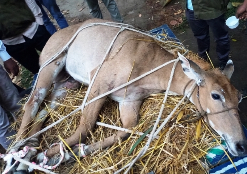 injured-nilgai-rescued-in-panchagarh-8139cbff0a0b4014dceac806416122b41744257019.jpg