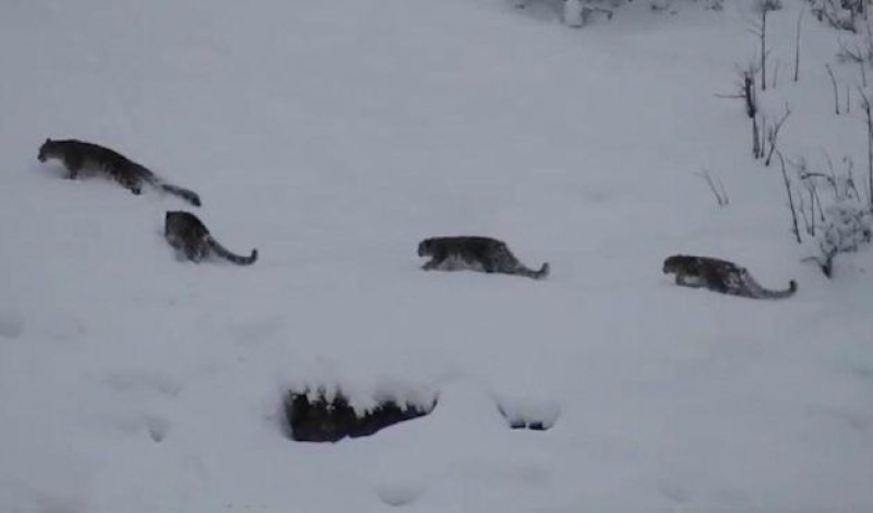 picture-taken-from-a-video-recording-by-sakhawat-ali-in-karakoram-national-park-shows-a-group-of-four-snow-leopards-trekking-through-deep-snow-in-the-northern-mountain-ranges-of-gilgit-batistan-pakistan-cfc4d4686ec13523c9933bb0875127ba1745262095.jpg