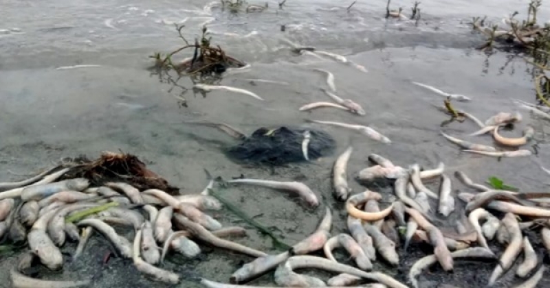mass-fish-deaths-in-the-meghna-b2d6d9a3725a7f8111ed51a86f584cb21747453178.jpg