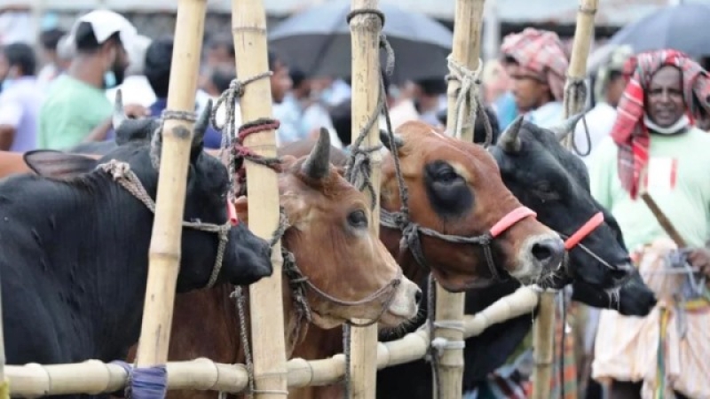 sacrificial-animals-at-a-market-in-lalmonirhat-f08739b33d39dc07d3569b69e58f8cf51748315951.jpg