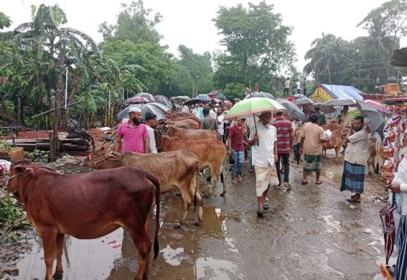 sacrificial-animal-markets-in-feni-are-attracting-more-buyers-before-the-eid-ead4d7846758d28e0b69a5aa5b87e2fb1749574910.jpg