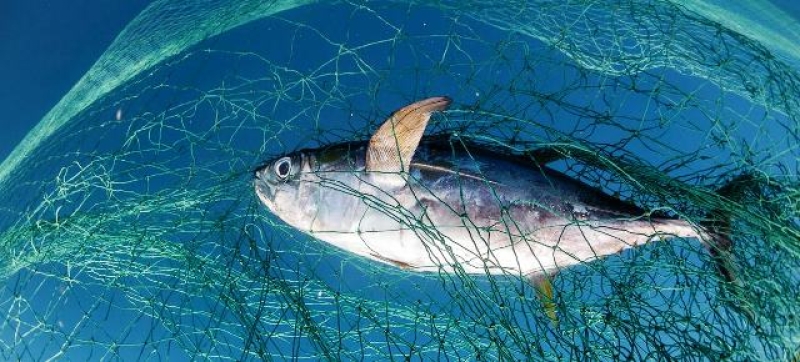 a-report-launched-at-the-third-un-ocean-conference-in-nice-shows-that-35-per-cent-of-the-global-fish-stocks-are-being-harvested-unsustainably-990b139ed3cee3dcc81c4df632795d271749664256.jpg
