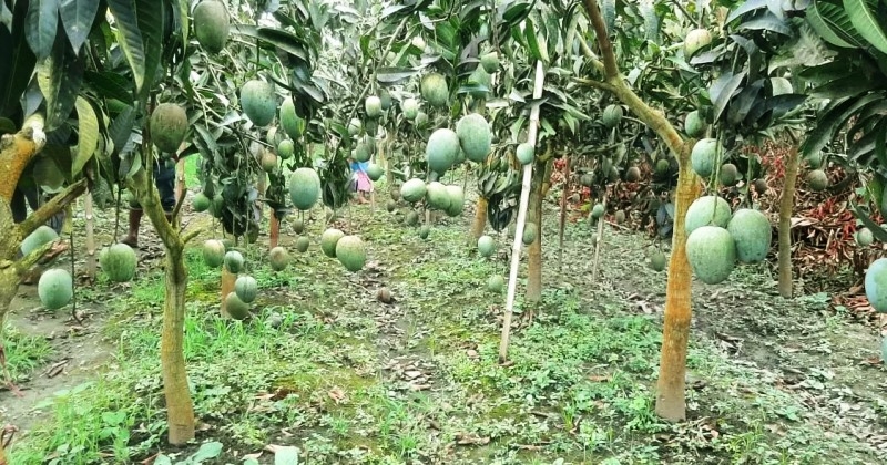 natore-mango-orchard-with-fruits-ahn-ging-from-plants_11zon-b85c02014a22e42ce495f95ed159fb1e1750388831.jpg