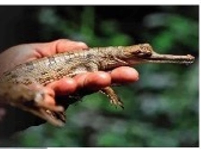 gharial-rearing_11zon-c1e8ac7bb462ccc1bdc621538d776b091750955678.jpeg