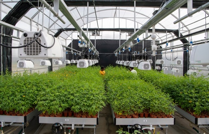 the-rapid-generation-advancement-rga-facility-at-icrisat-efc176909aa3d4f8547dab75461e35f91751908952.jpeg