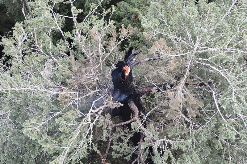 the-top-of-a-doerner-fir-tree-trunk-smokes-in-coos-county-ore-3c2c21a61a60b20bd541f871cad7847d1755660312.jpg