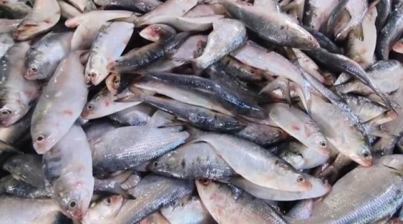 hilsa-fishes-at-the-kalapara-fish-market-on-thursday-morning-42921749ea35718e501502309b11ea101756866510.jpg