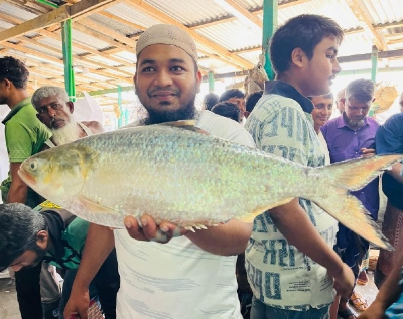one-hilsa-sold-for-taka-14000-at-mohipur-fish-ghat-in-kalapara-on-thursday-25-sept-2025-17bb1cd2d3b66e5826b5f79ccd8f660c1758818457.jpeg