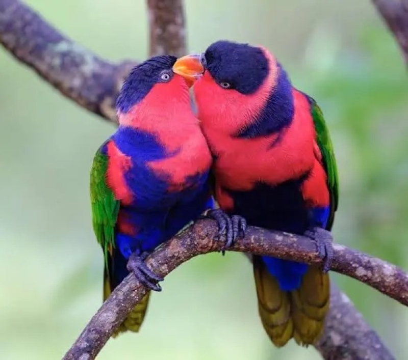 black-capped-lory-protected-bird-in-indonesia_11zon-5e1c0b0502cc1bca3041f1415c8450891760027646.jpg
