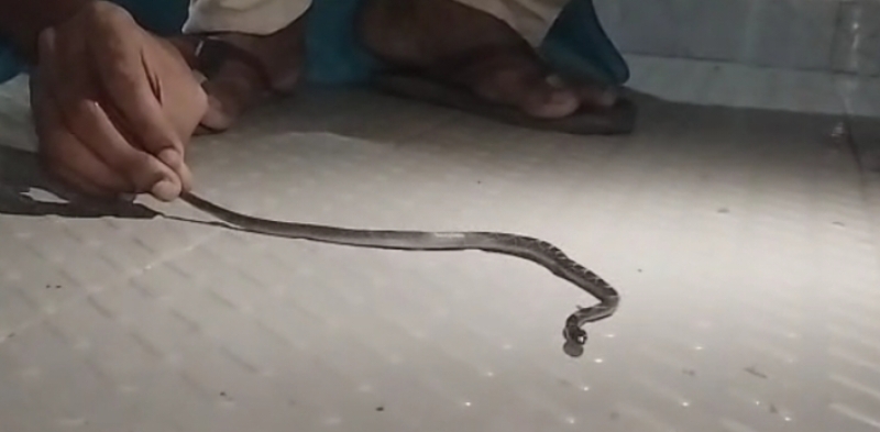 a-gharginni-sanke-found-in-a-kalapara-home-was-later-released-in-the-forest-4c5f2666f315409846315bff077e51101761327249.jpg
