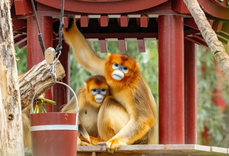 golden-snub-nosed-monkeys-99fa437e3b8960f90c2a54900b5b59561761466103.jpg