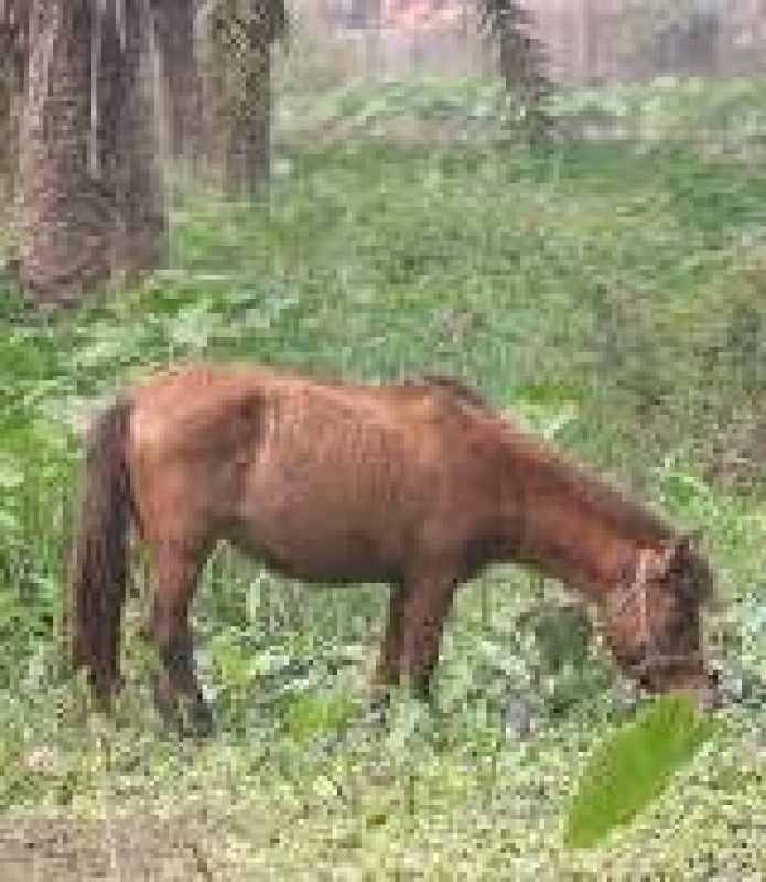 horse-bangladeshi-local-species-13f9d6eb90f54b86a8fc73edcb3964ee1762315989.jpeg