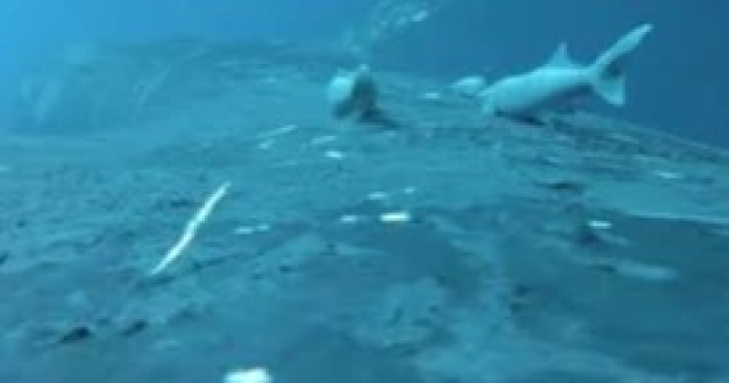 remarkable-footage-of-these-so-called-sucker-fish-filmed-by-marine-researchders-of-australia-46931ecad9e222639271f6b257bd83b51762577982.jpg