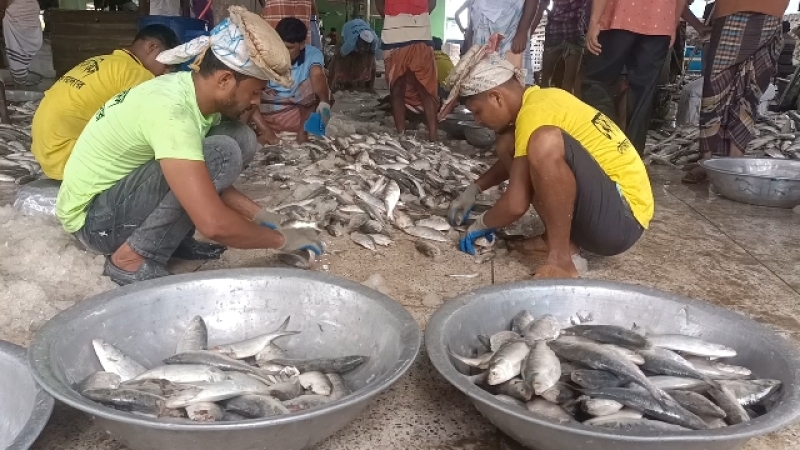 hilsa-being-sorted-in-kalapara-93b84820ff955996d175b30663d83cd71762794126.jpeg