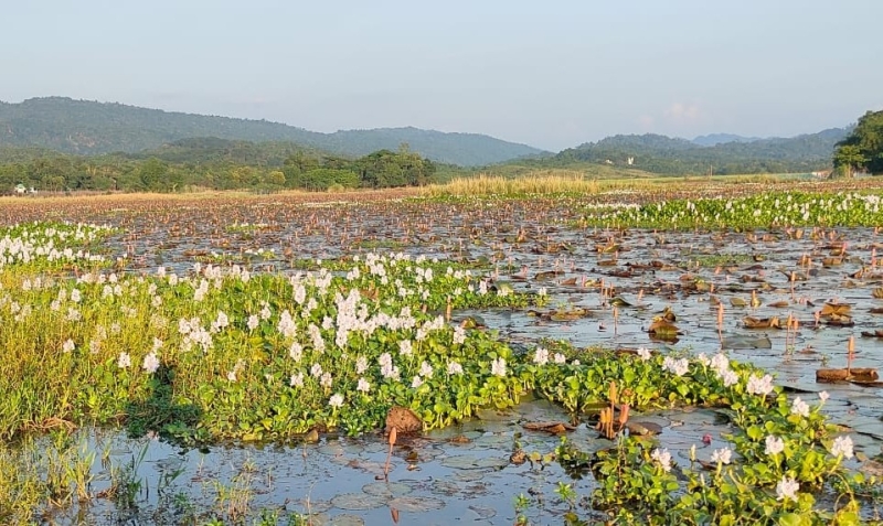 lal-shalpa-beel-in-jaintyapur-being-engulfed-by-water-hyacinth-b31385a288022981bb2d942845a1cd4f1762831775.jpg