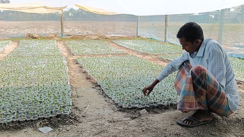 watermelon-seedlings-of-a-farmer-destroyed-in-kalapara-60c87a61155b7fc9a9639f9ec1628c141764868426.jpg