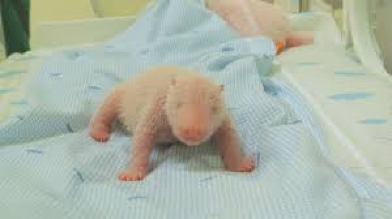 a-newly-born-giant-panda-cub-named-satrio-wiratama-is-seen-inside-an-incubator-in-cisarua-west-java-indonesia-taman-safari-indonesia-via-ap-1-91e7a655da86637137782eca732a1a211765168192.jpg