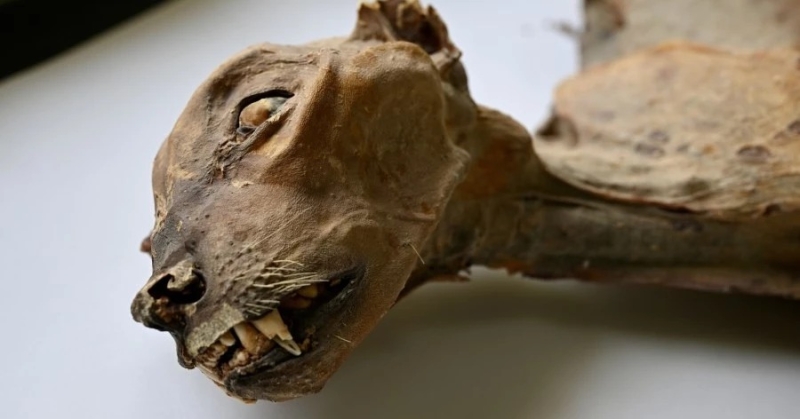 mummified-cheetah-found-in-saudi-arabian-caves-8c76be4970212a923108516ac520a92f1768709800.jpg