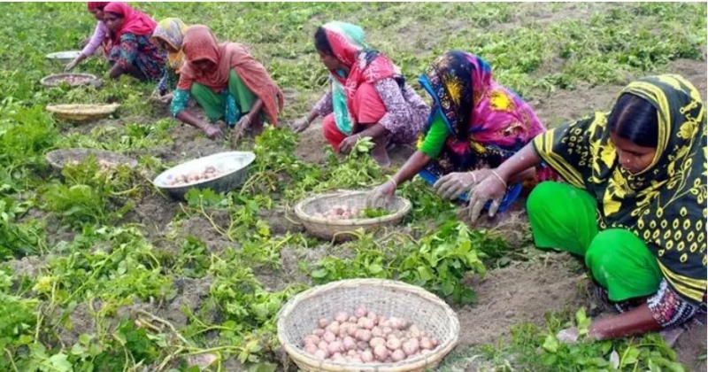 potato-harvest-in-rangpur-2dc13c1ea2a743d208fc3409f54ad1281772684182.jpg