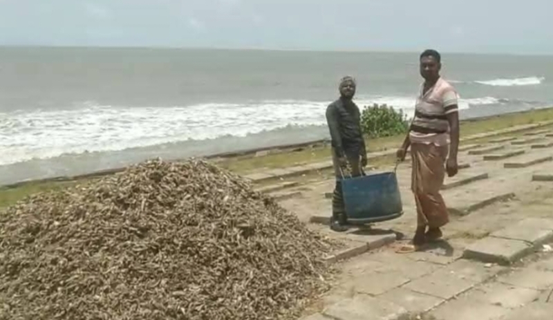 wastes-have-collected-at-kuakata-beach-3cdbade94d5a44271fa8579d314c41ca1779040504.jpg