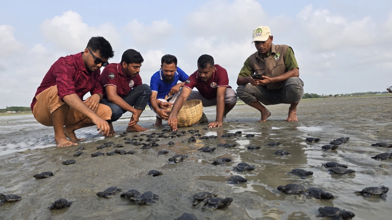 163-olive-ridley-turtle-hatchlings-found-on-kuakata-beach-b76fdc34f836cc1173262caeffd8da141779250267.jpg