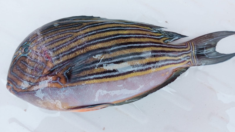 rare-lynd-surgeonfish-caught-in-kalapara-6fe76378c1630a0441f6bc488264789d1783880004.jpg