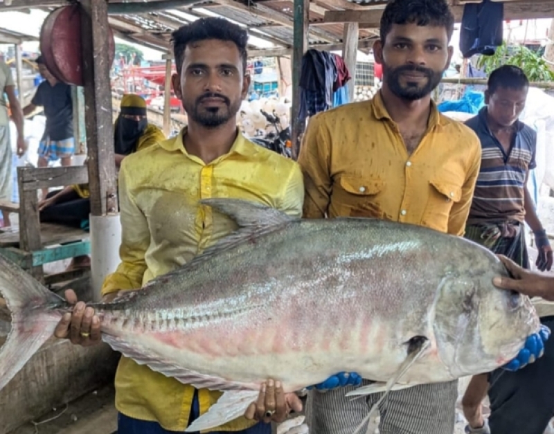 a-huge-tabal-fish-weighing-54kg-iscaught-in-the-bay-of-bengal-7010574486de301085e3efbc16cbf21f1785844632.jpg