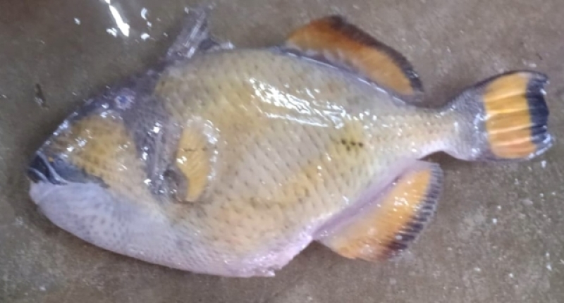rare-titan-triggerfish-caught-in-fishermens-nets-in-bay-of-bengal-ecf98ad3d054041899e5ace62b1d0a6e1788093744.jpg