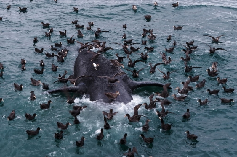 seabirds-perch-on-the-carcass-of-a-southern-right-whale-off-el-doradillo-beach-near-puerto-madryn-argentina-wednesday-sept-a8ad499abf5e305c5037c01cef1f37711791088750.jpg