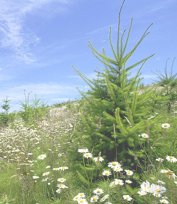 biodiversity-995409a7698b865d78a4ecd2a8b7c67b1791807397.jpg