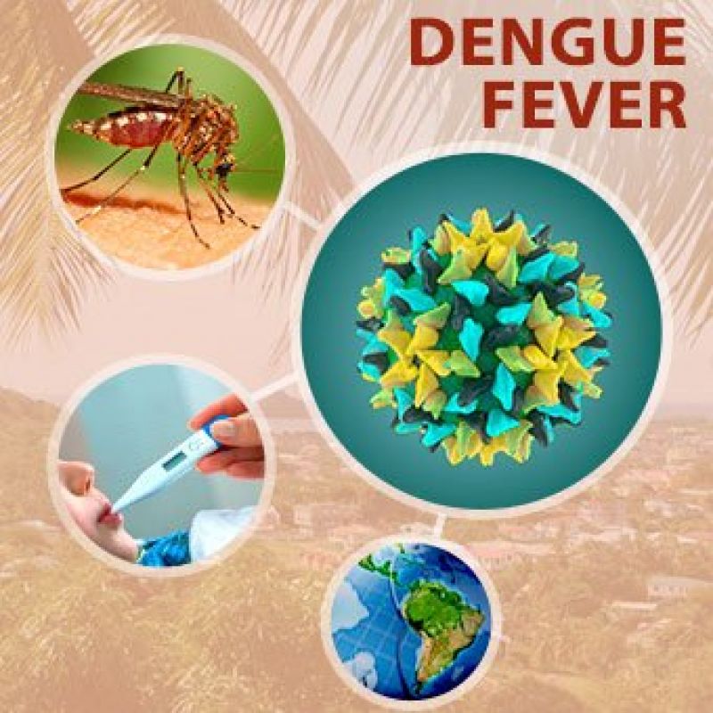 dengue-fever-s1-facts-e20ca87e14e2fa6ddd6196d01674ef471626517322.jpg