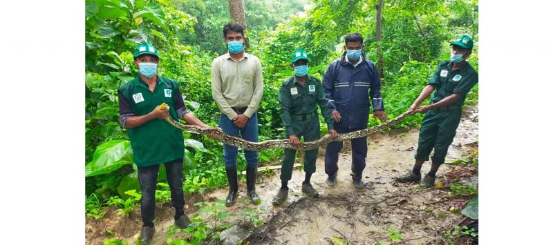 a-python-found-in-ukhiya-area-of-coxs-bazar-on-sunday-was-released-in-the-dense-forest-20ec28f2e726e32905f5e1d6b8e335e01628495231.jpg