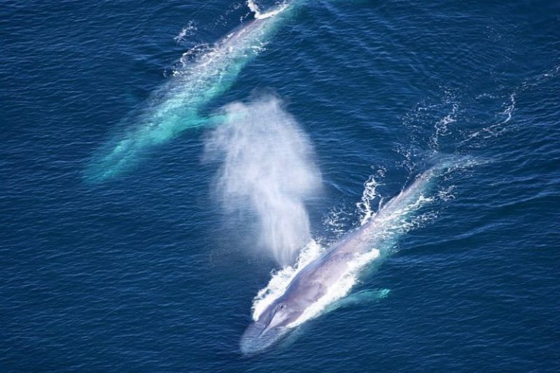 two-blue-whales-swimming-side-by-side-at-the-channel-islands-national-marine-sanctuary-off-the-pacific-coast-of-southern-california-ccf8a77e0e5b0ac2cf1fea607d18668c1629526764.jpg