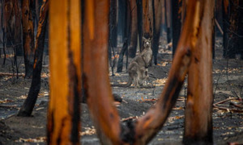 australian-forests-damaged-by-wildfire-a80bb957a64fd75b160b958734a924ce1630996170.jpg