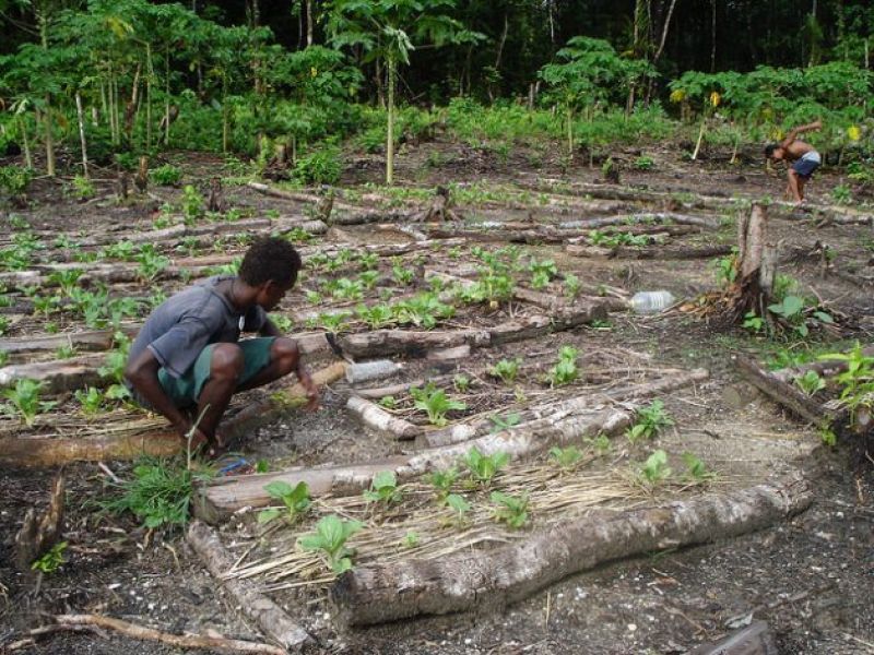 soil-degradation-climate-change-heavy-tropical-monsoonal-rain-and-pests-are-some-of-the-challenges-young-farmers-face-b938e64a44e05d6564d28bbe9e38697a1631699417.jpg