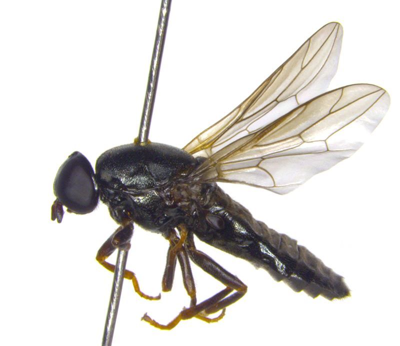 novel-fly-species-scenopinus-jerei-described-from-finland-e9f123c6ba2b1d7972727748989491651631782833.jpg