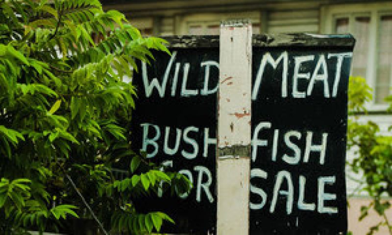 wild-meat-bush-fish-for-sale-e74a8869bfebf6eeb8b03a020b5dc05d1631780569.jpg