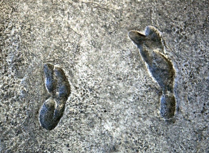earliest-known-human-footprints-one-set-australopithecus-afarensis-smithsonian-museum-of-natural-history-0661716e188fba07ed0d12936af815ad1632482799.jpg